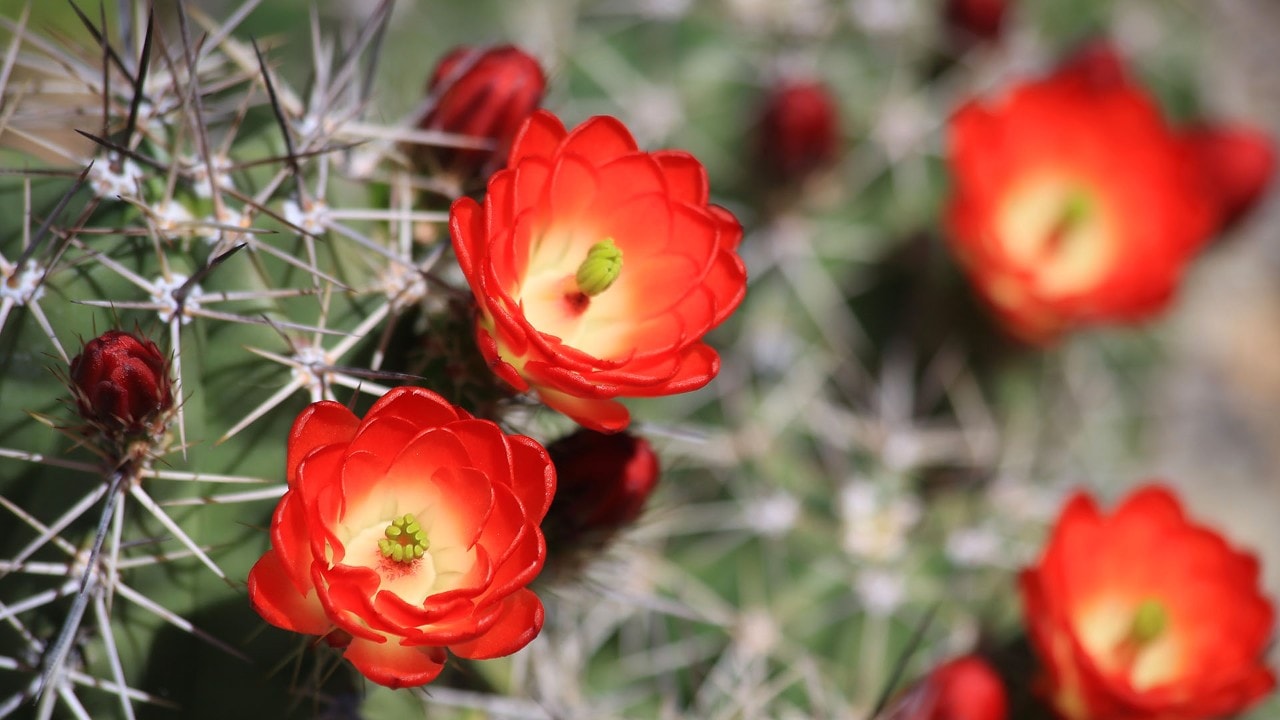 Arizona-Sonora Desert Museum.