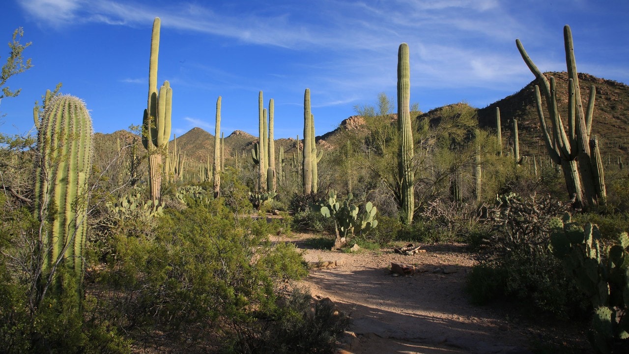 Saguaro National Park