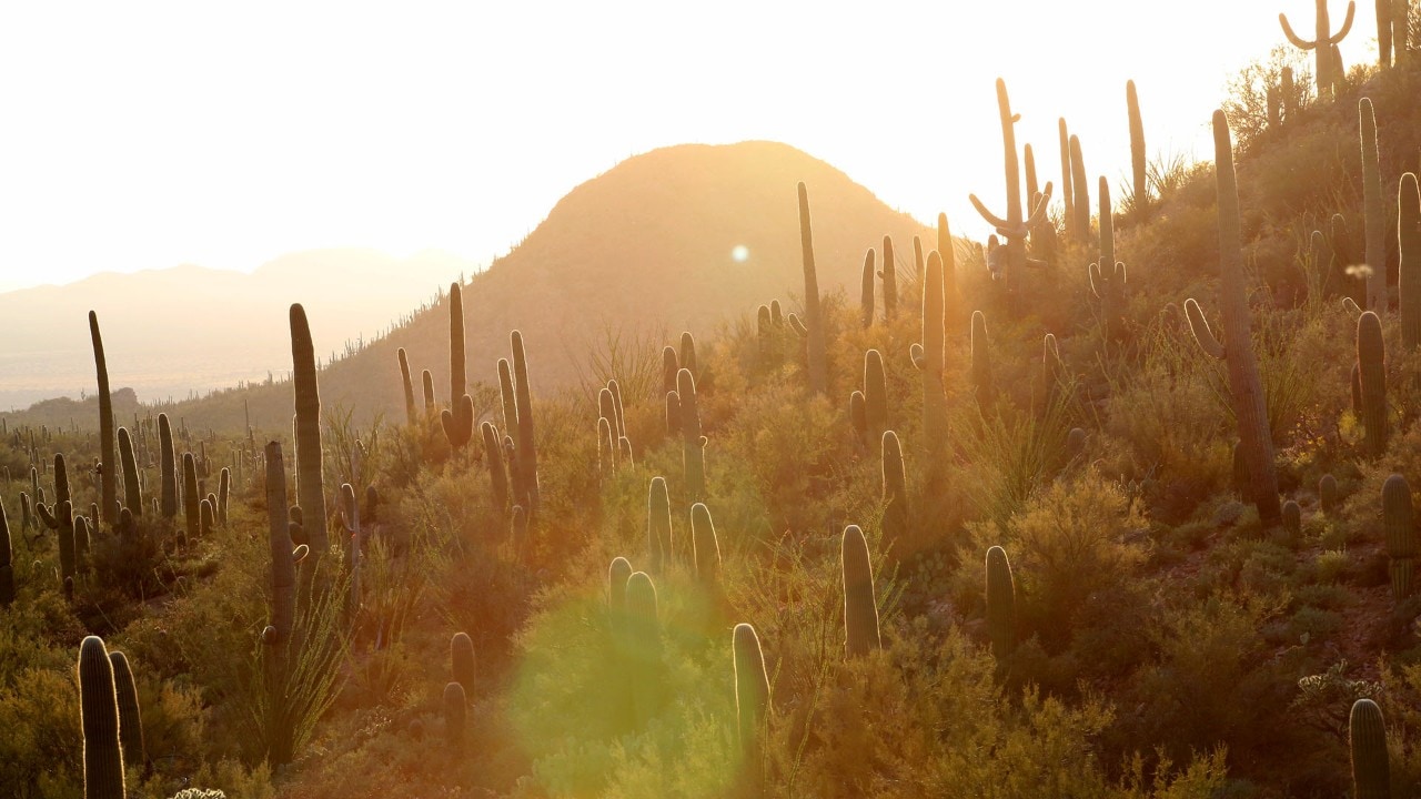 Saguaro National Park West