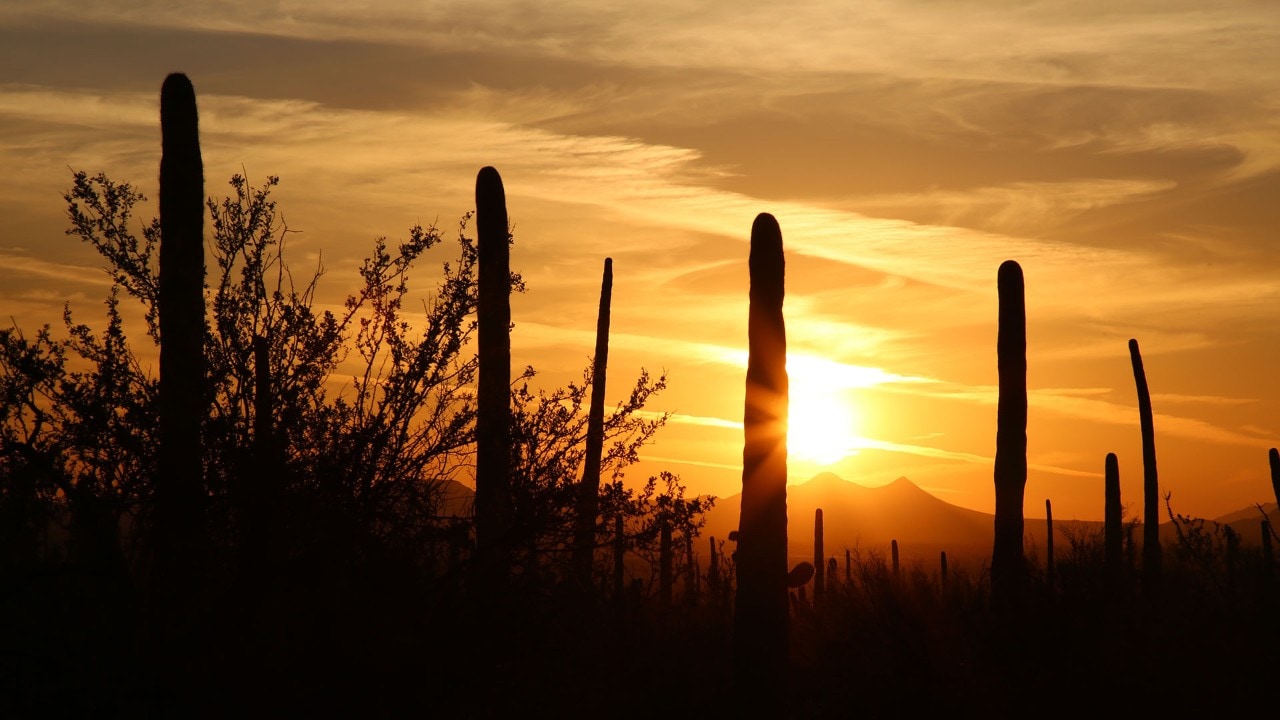 Saguaro National Park East