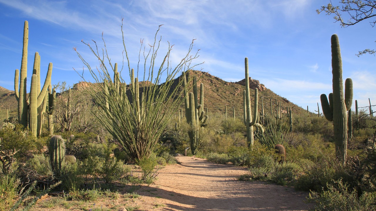 Saguaro National Park