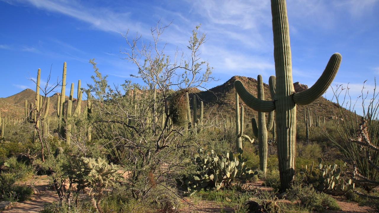 Saguraro National Park was established on October 14, 1994.