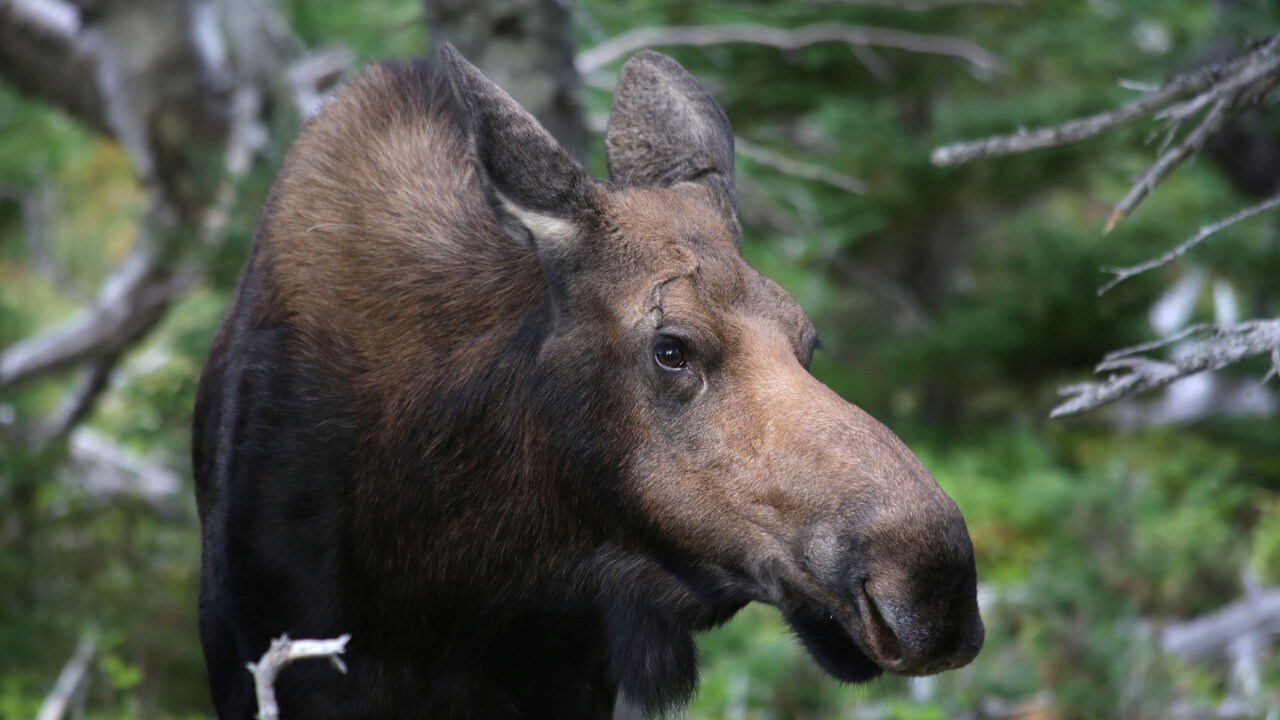 moose-close-up.jpg