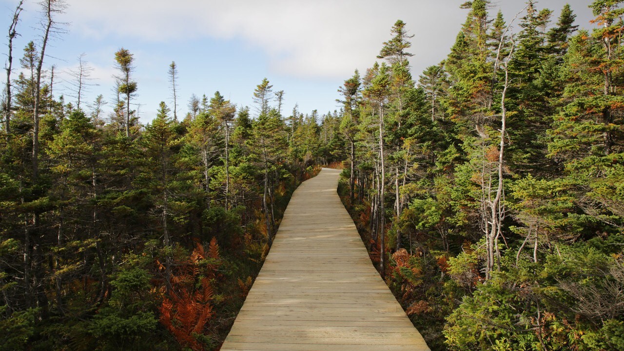 The Skyline Trail