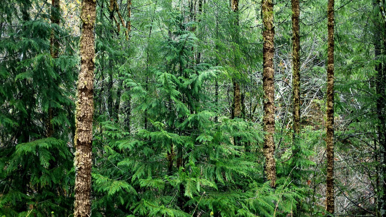 Redwood trees in California