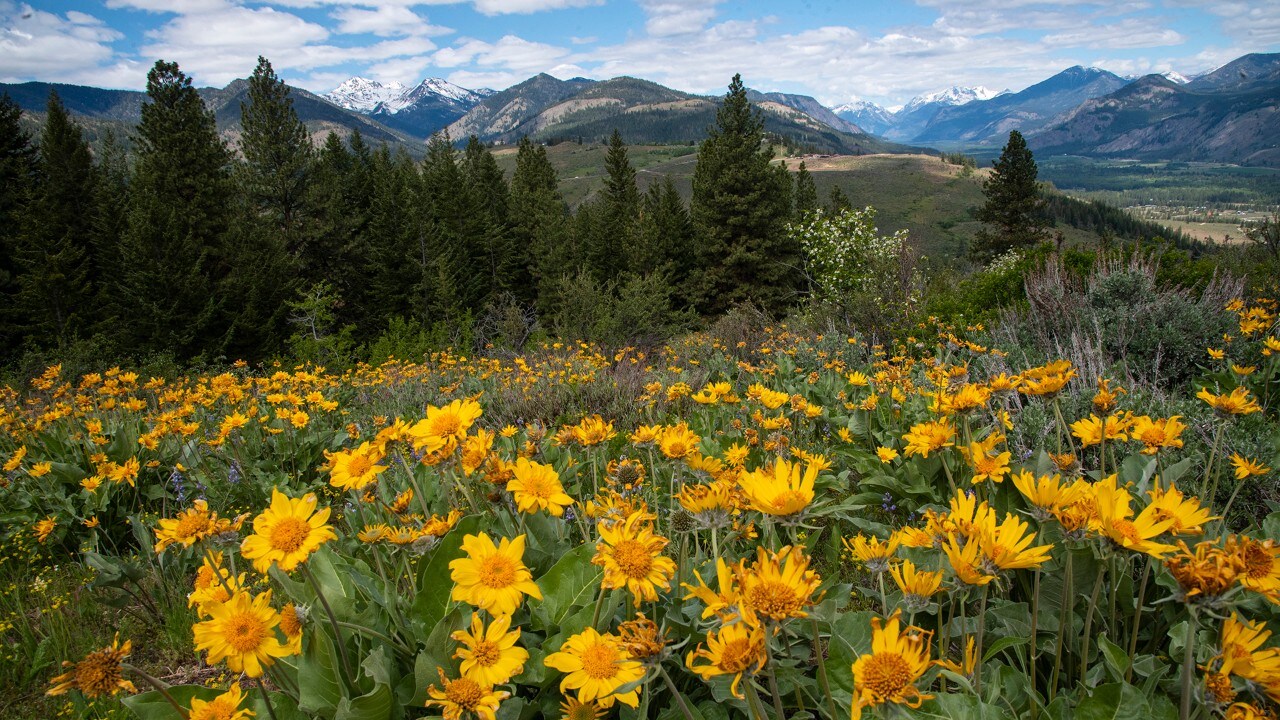 Driving the Cascade Loop in the spring offers the best chance to experience Arrowleaf Balsamroots in bloom.