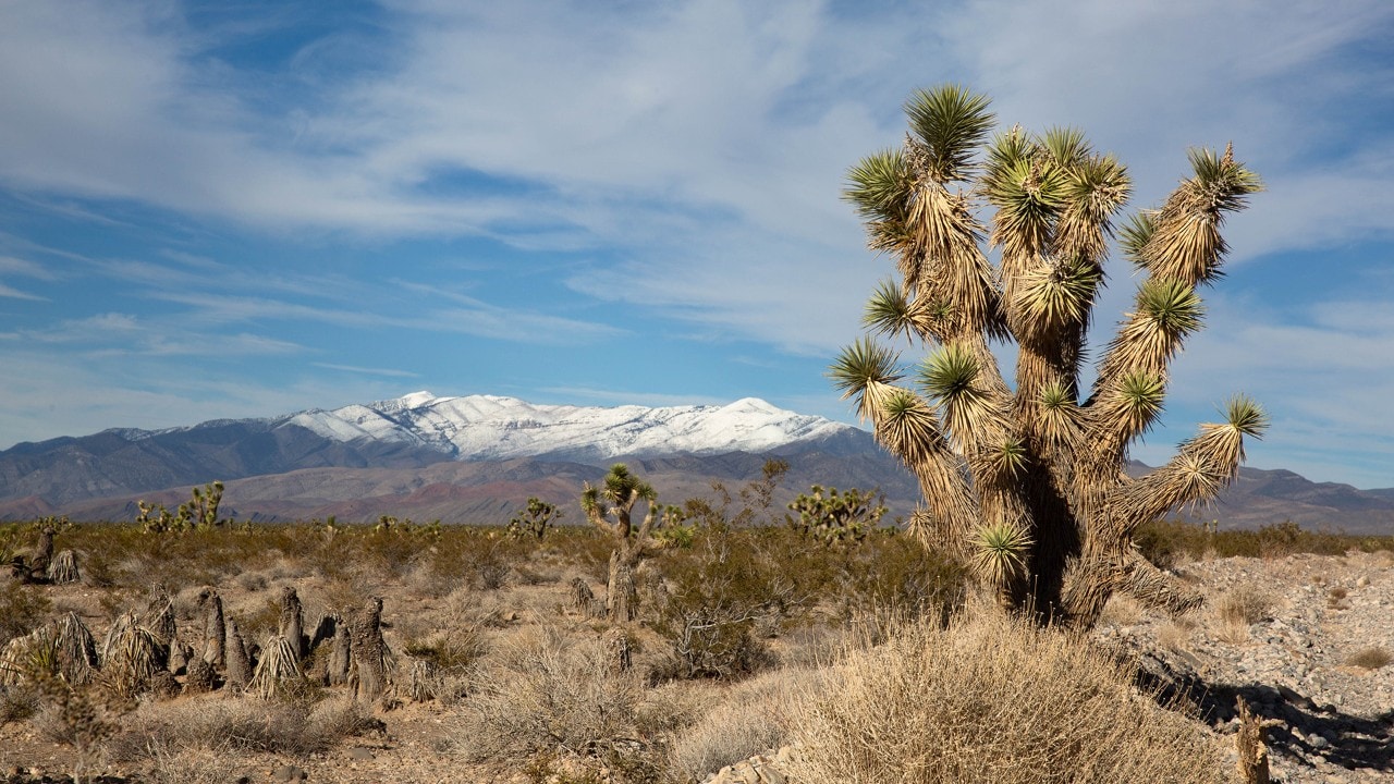 The Death Valley Rally passes by Joshua trees.