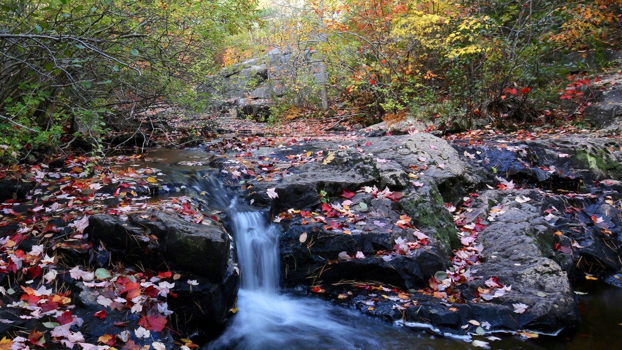 Stream in Acadia