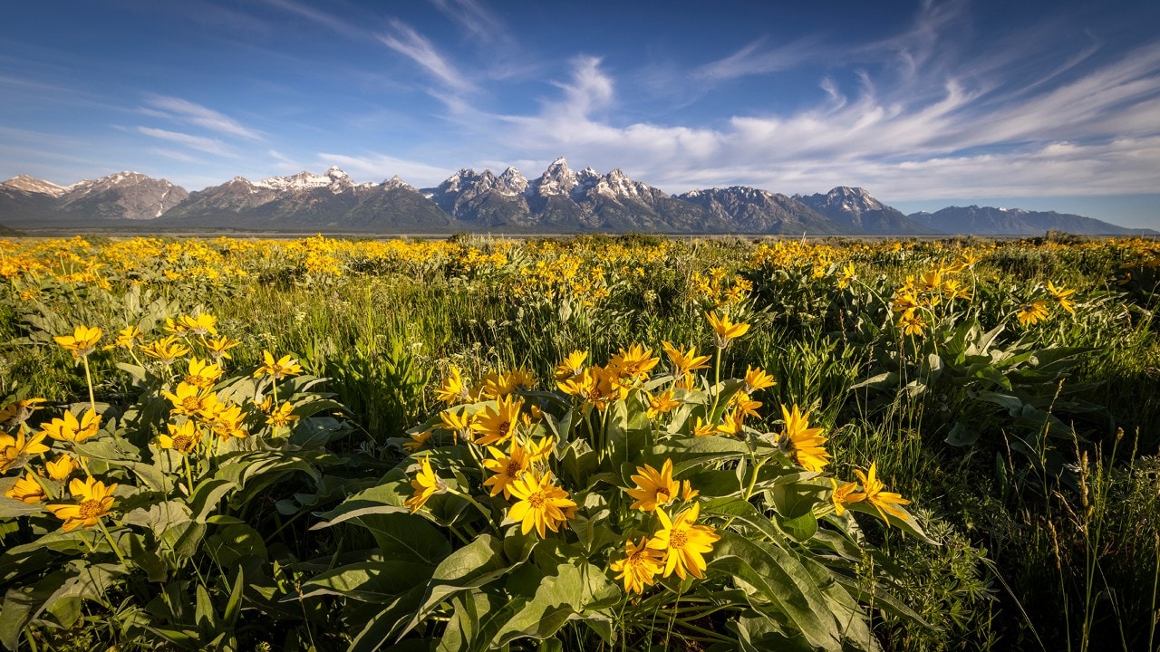 Wyethia wildflowers bloom at Antelope Flats.