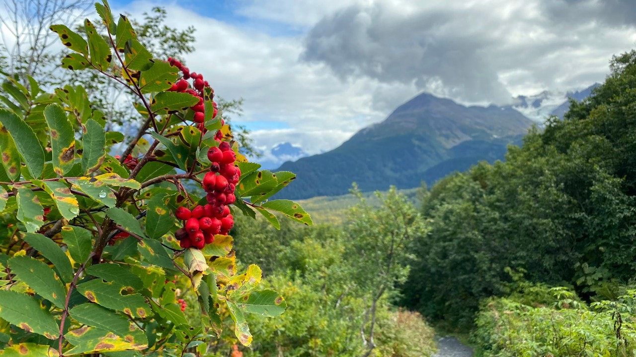 Sorbus sitchensis grows along the Harding Icefield Trail. The fruit provides food for grizzlies and black bears.