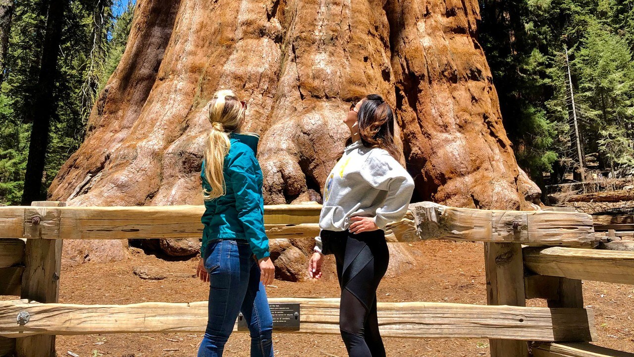 The General Sherman Tree is between 2,300 and 2,700 years old.