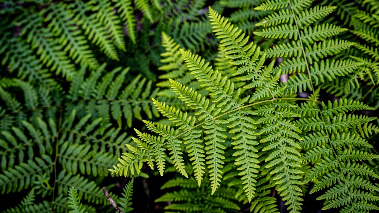 Alpine Lady-ferns grow near Kautz Creek.