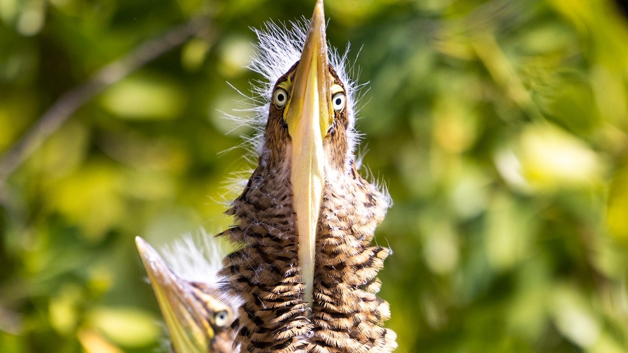 Bare-throated tiger heron chicks peer out from their nest at the Reserva de la Biósfera Sian Ka'an.