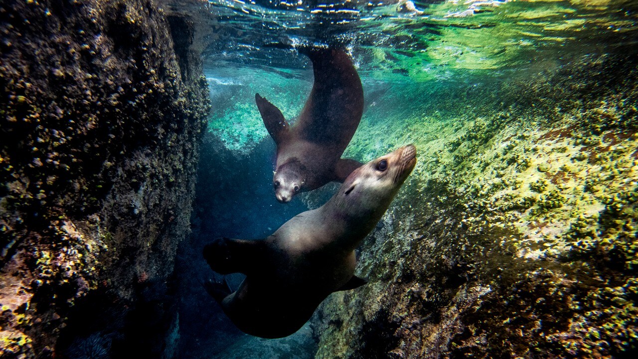 Young sea lions chase each other