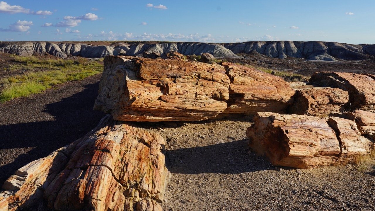 Two trees in the Long Logs area of the Rainbow Forest measure 137 and 141 feet long. 