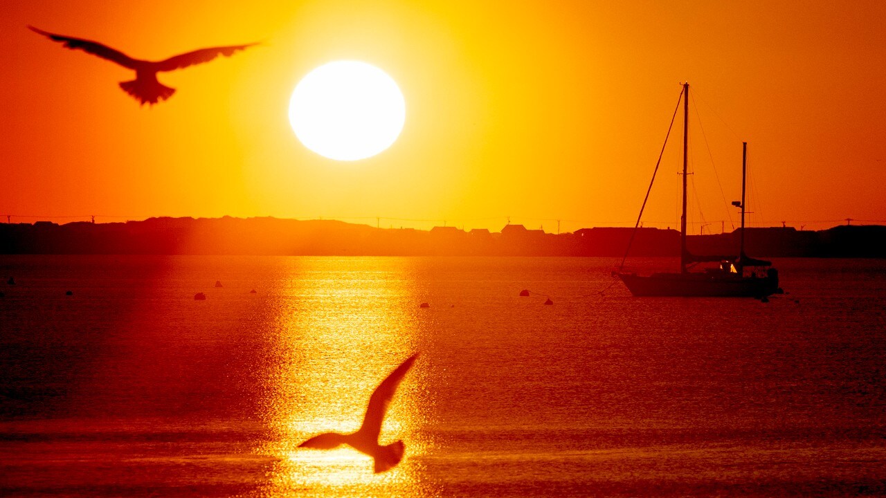 Seagulls feed in the low tide as the sun rises above Provincetown Harbor.