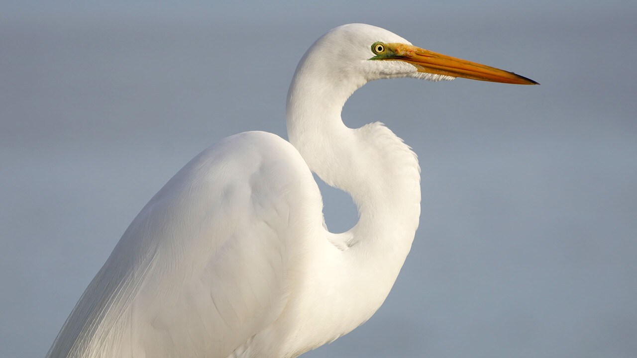 A Great Egret