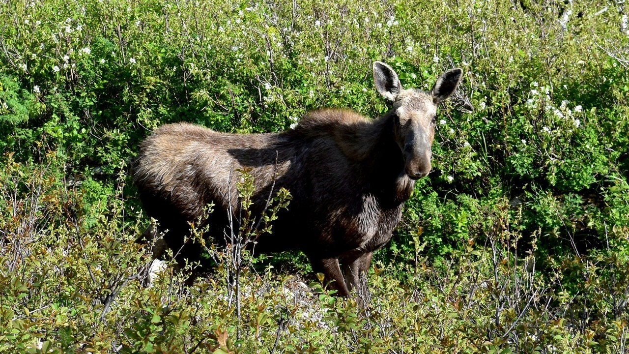 A moose in Glacier National Park