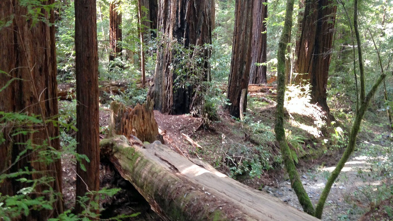 Armstrong Redwoods State Natural Reserve