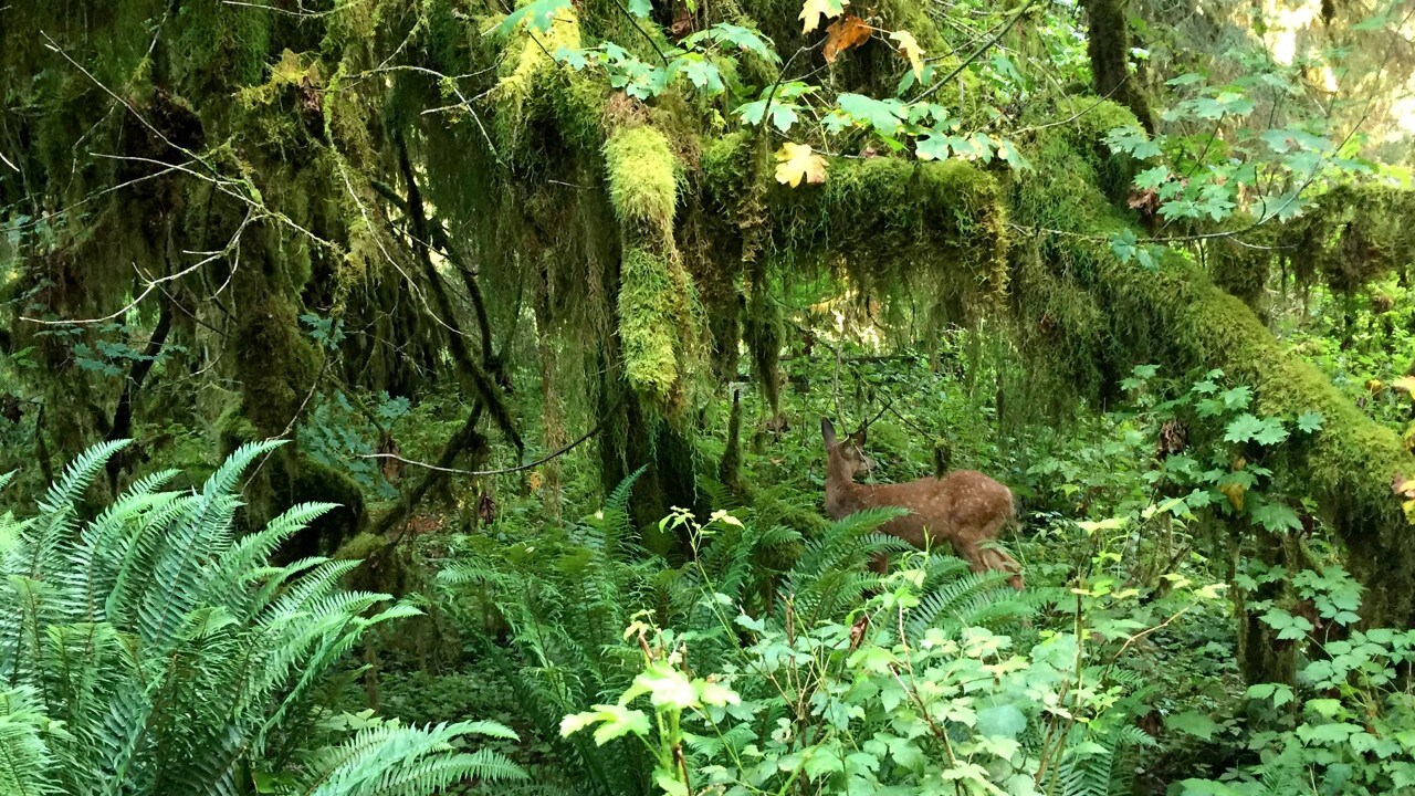 A deer wanders in Olympic National Park.