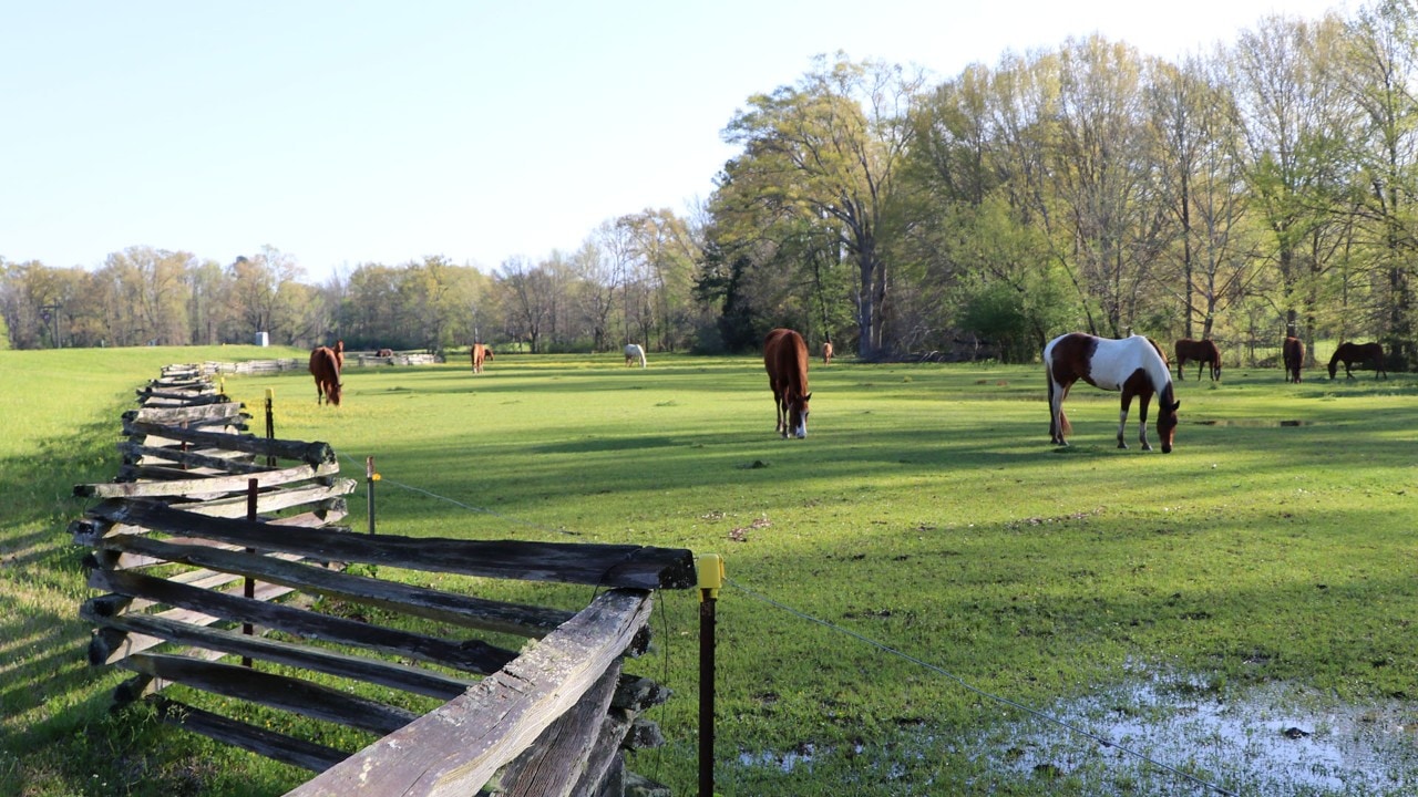 Bucolic landscapes line the Natchez Trace Parkway.