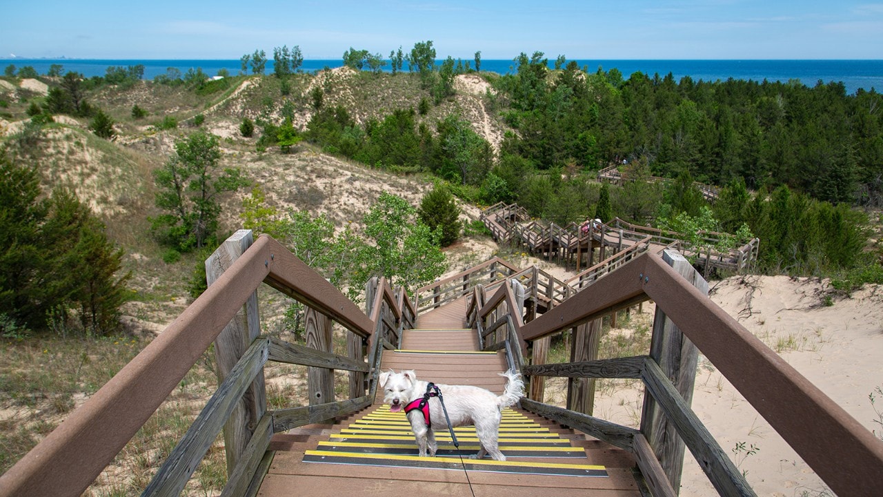 Indiana Dunes is a pet-friendly destination.