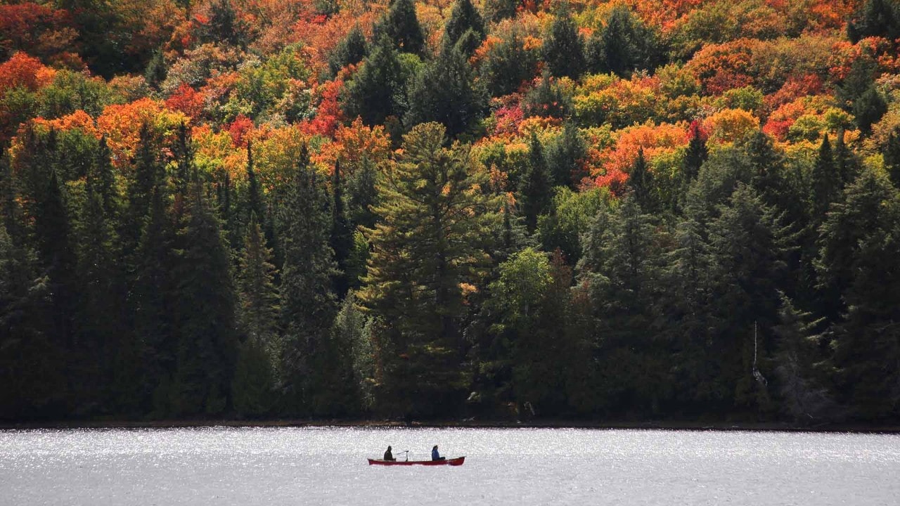 Colorful hardwood trees — maple, aspen and tamarack — stand out among green conifers during fall.