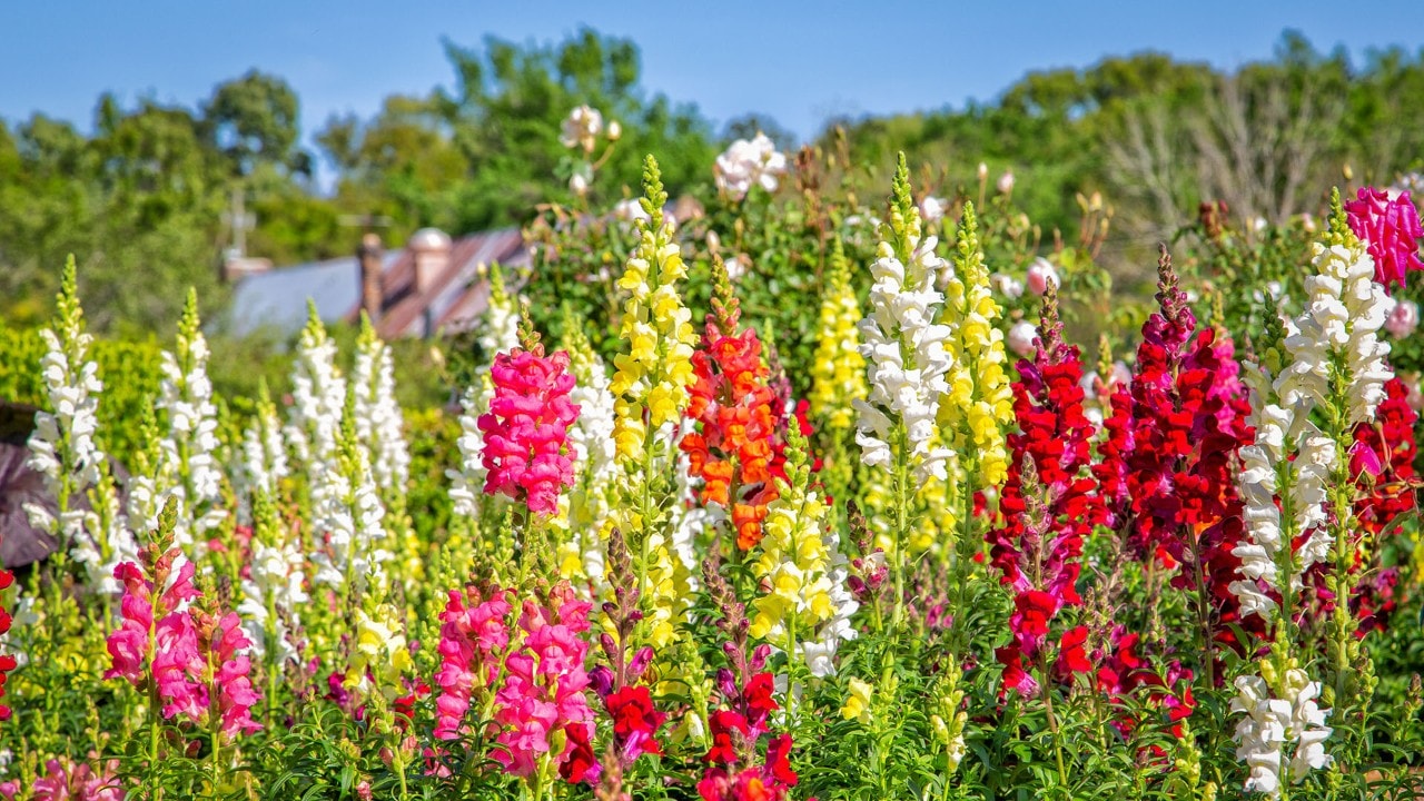 Springtime in Charleston