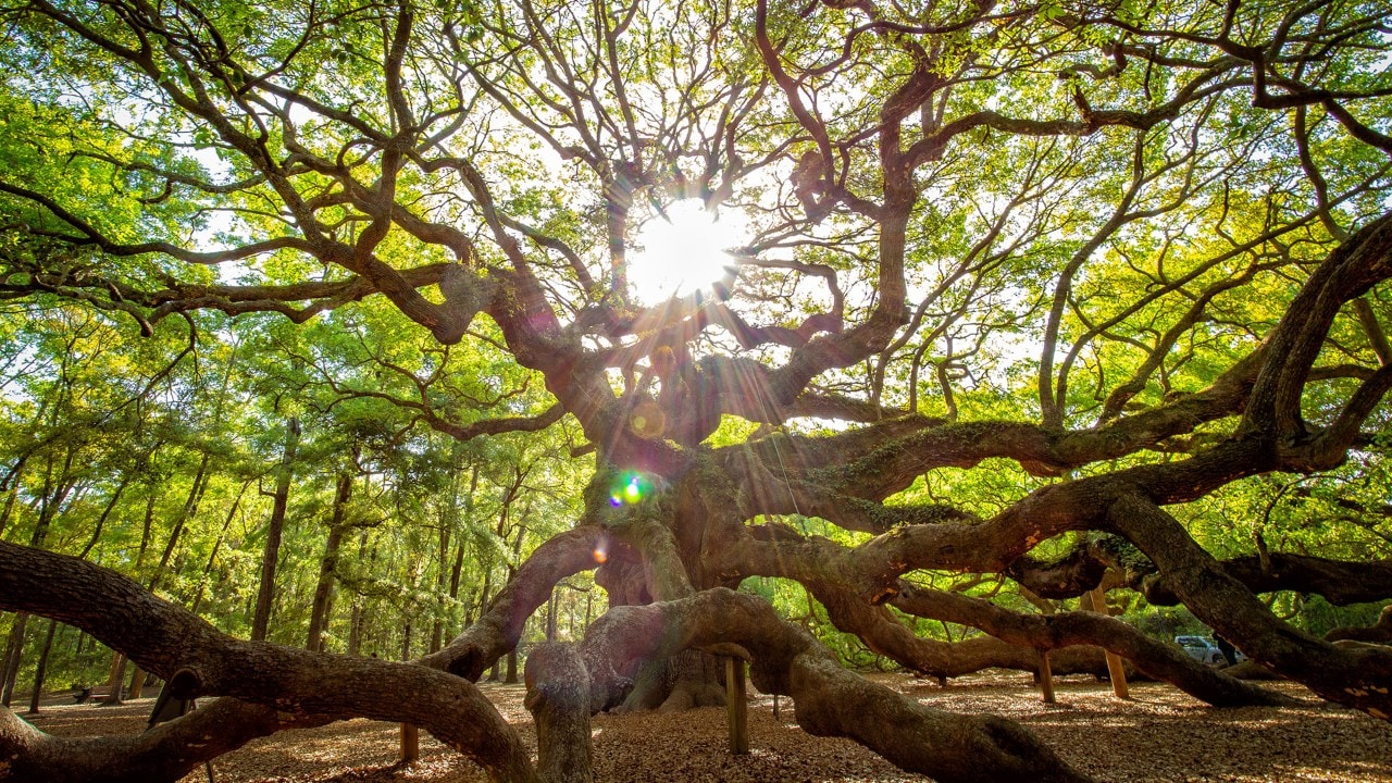 Angel Oak