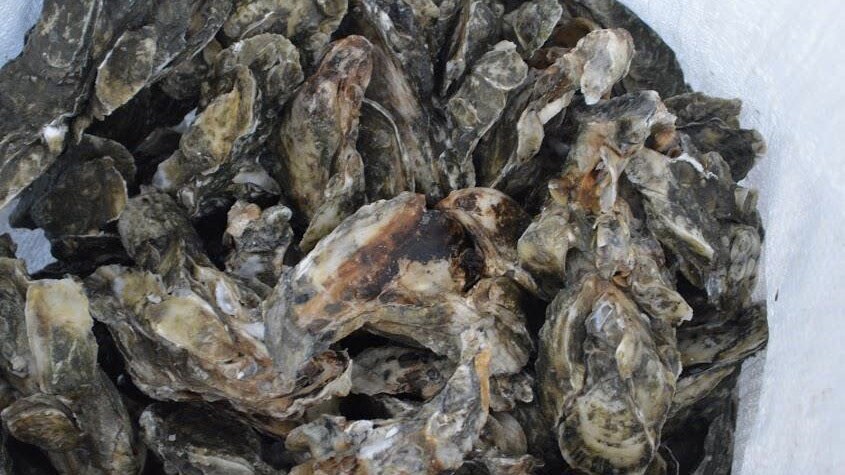 Oysters