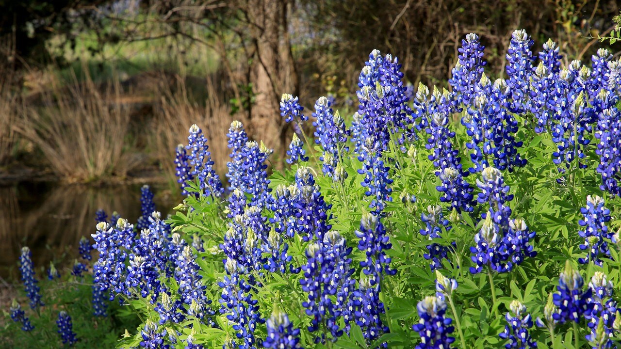 The Texas state flower