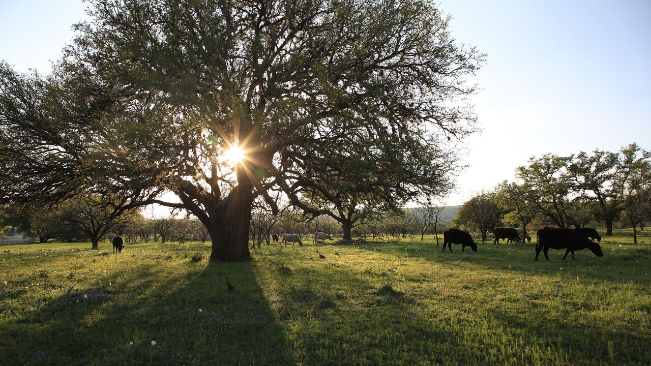 Cows graze along the Willow City Loop.