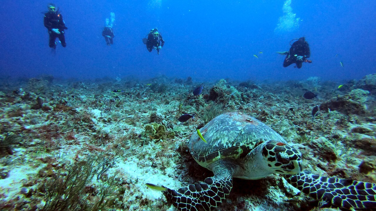 Divers float above a hawksbill sea turtle at the Tortugas dive site off the coast of Playa del Carmen.