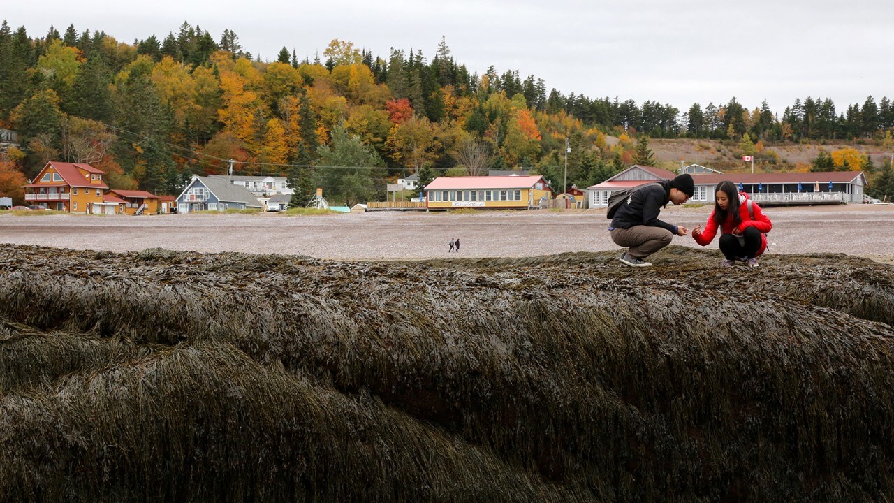 People explore the seaweed during low tide in St. Martins, New Brunswick.