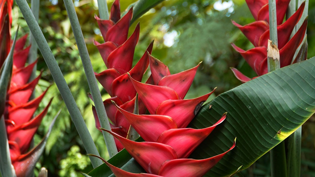 Missouri Botanical Garden