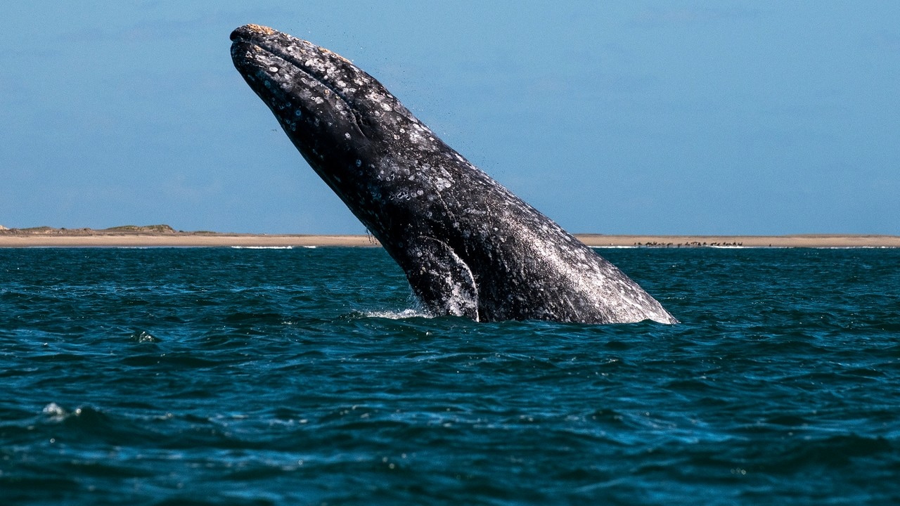 A California gray whale leaps off the coast of La Paz, Mexico. Photo by Michael Ciaglo