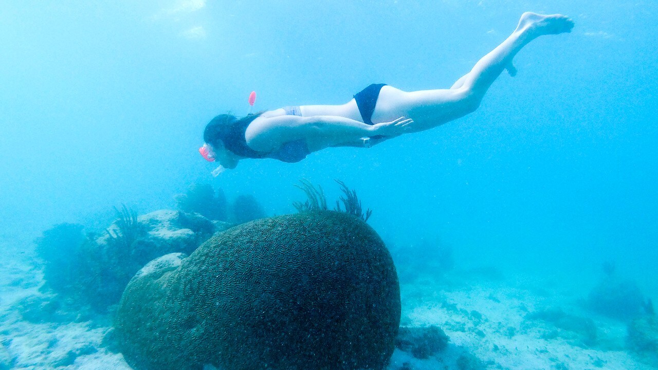 A snorkeler swims above a large brain coral off the coast of Akumal, Mexico.