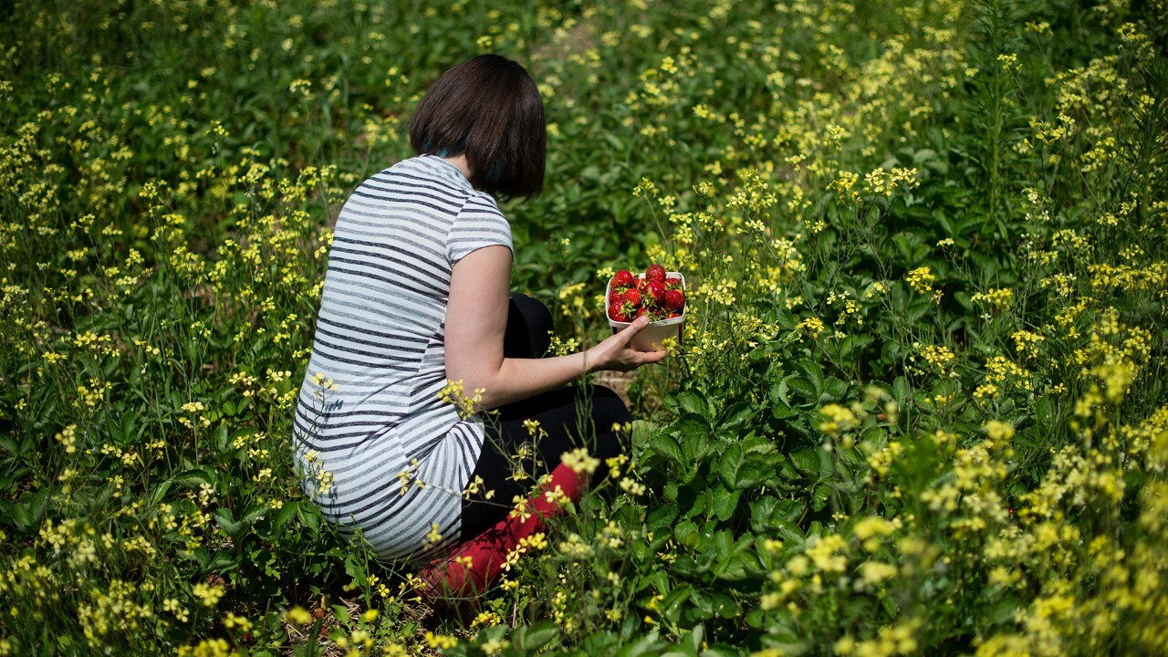 Karen Pinchin picking strawberries at Elderkin's Farm Market & Cider Company in Wolfville, N.S. on Wednesday, June 28, 2017.