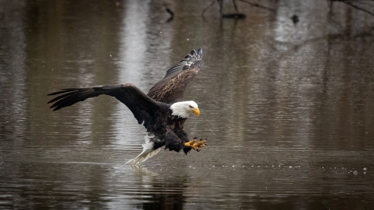 Swooping down for prey