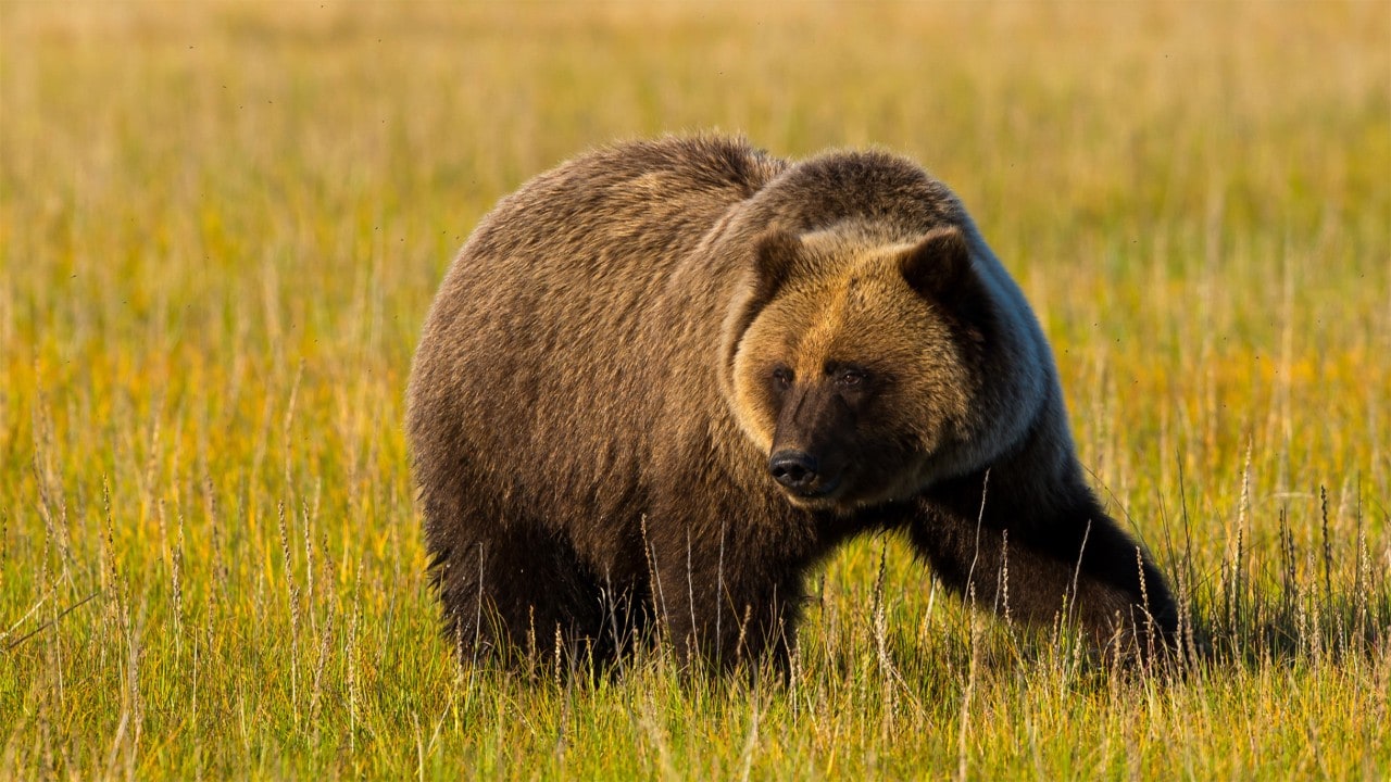 A gizzly bear stalks in Yellowstone National Park.