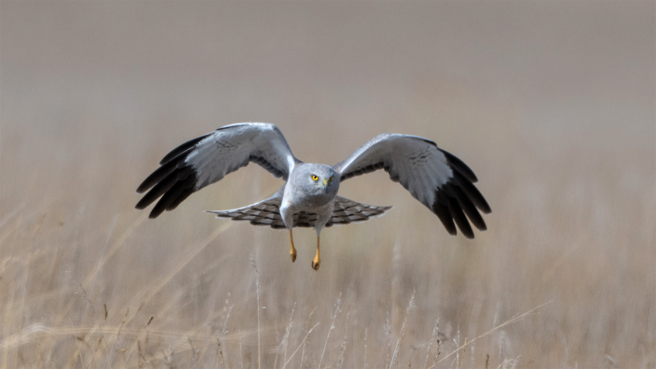 A bird takes flight.