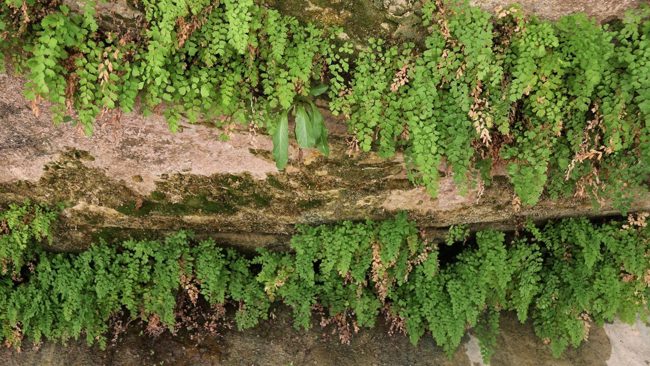 Ferns on the Riverside Walk Trail