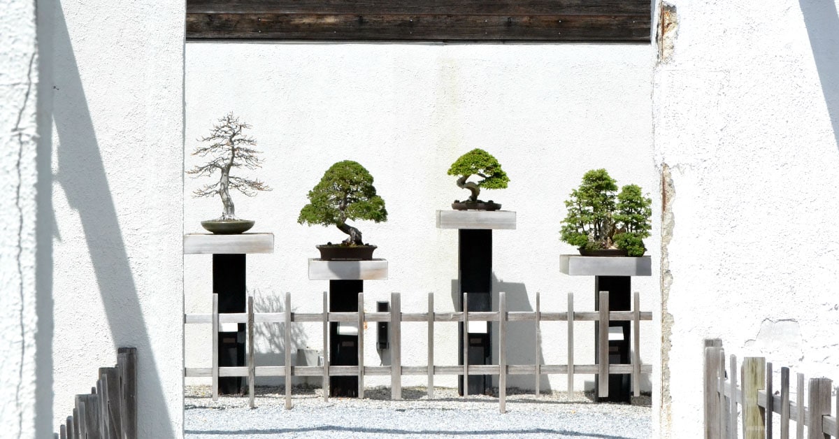 The National Bonsai & Penjing Museum at the National Arboretum