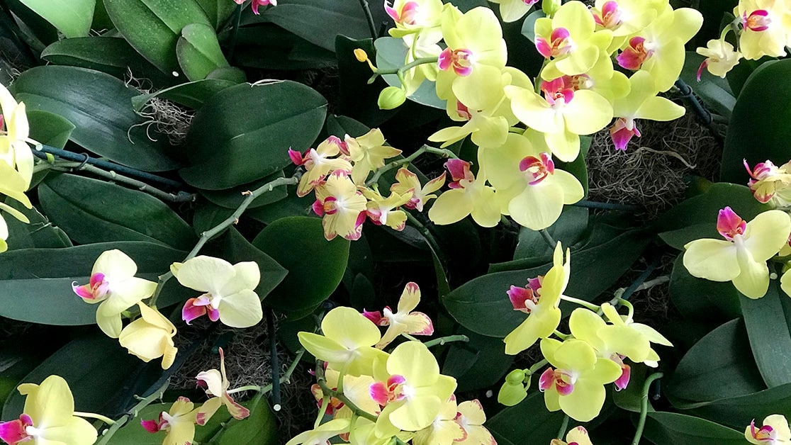 Yellow orchids. Photo by Lauren Kafka