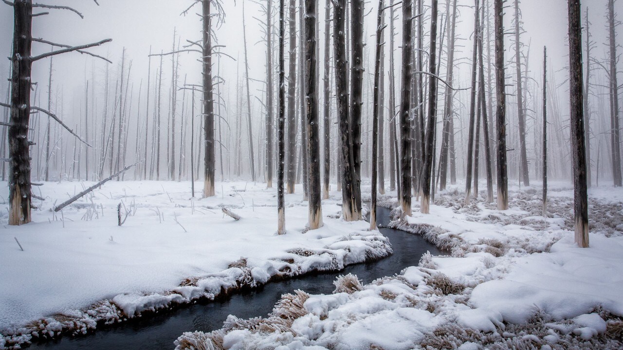 The morning fog engulfs Tangle Creek and creates a spectacular scene.