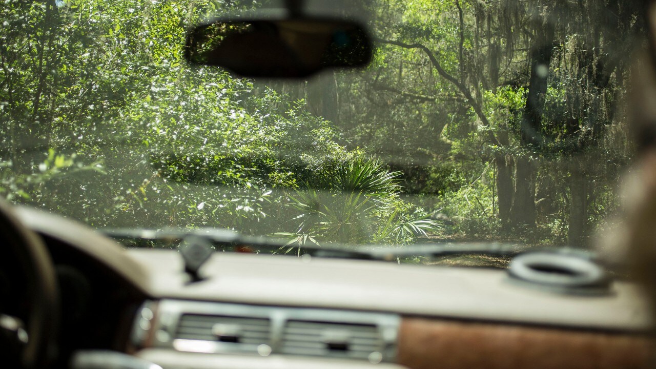 The road to Carol’s house on the northern end of Cumberland Island is lush and winding.