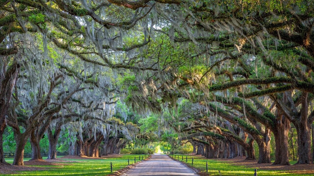 Old Oak Trees