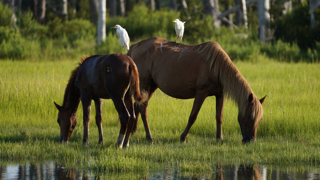 Cattle egrets stand on the ponies' backs.