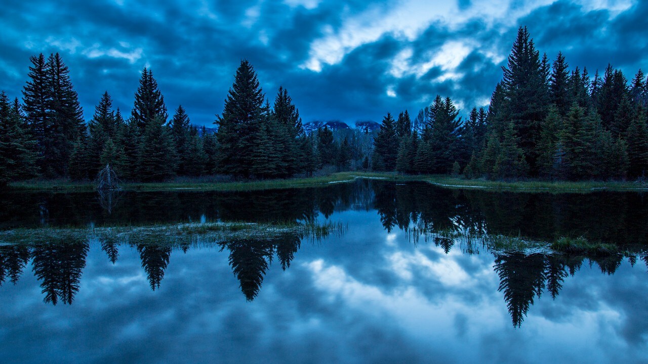 Spruce and cottonwood trees line Schwabacher Landing.