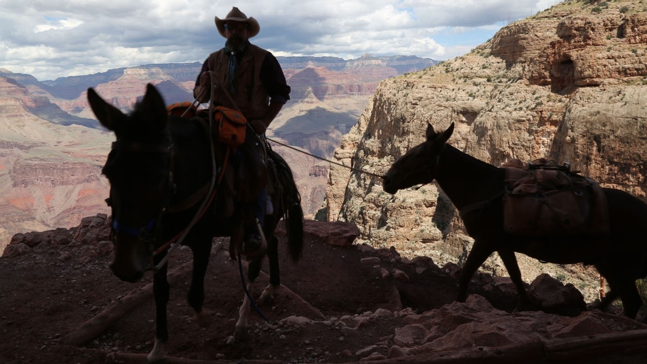 A mule train comes up the South Kaibab Trail.